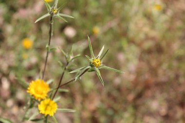 الأزهار، شهر نيسان. هذه الصورة مرخصة تحت المشاع الاٍبداعي نسب المصنف - غير تجاري 4.0