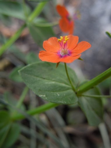 نسب المصنف - غير تجاري 4.0 دولي (CC BY-NC 4.0)- i naturalist.