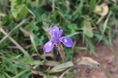 Flower, March. This photo is available under the Creative Commons CC-BY-NC 4.0 License.