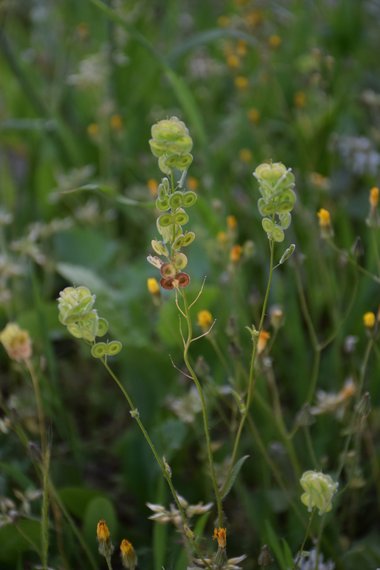 Pods, April. This photo is available under the Creative Commons CC-BY-NC 4.0 License.