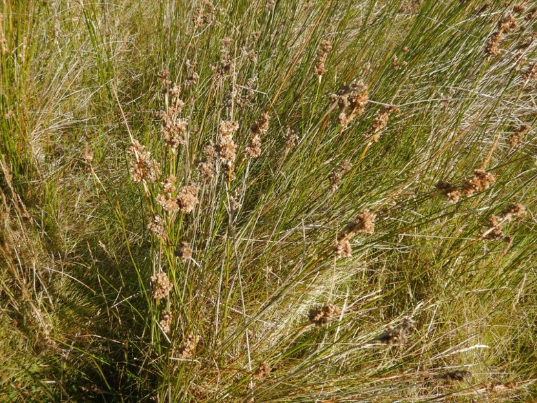 Via inaturalist. Licensed under Attribution-NonCommercial 4.0.International.