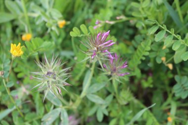 الأزهار، شهر آذار. هذه الصورة مرخصة تحت المشاع الإبداعي نسب المصنف - غير تجاري 4.0