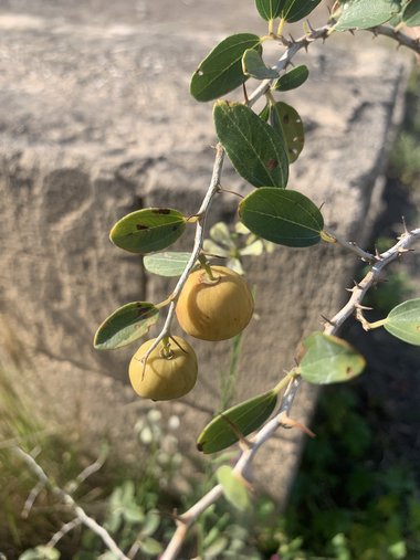 الثمار ، شهر أيار. هذه الصورة مرخصة تحت المشاع الإبداعي نسب المصنف - غير تجاري 4.0