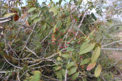Fruits & Leaves, January. This photo is available under the Creative Commons CC-BY-NC 4.0.