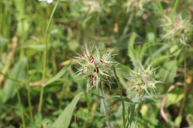 الزهرة، شهر نيسان. هذه الصورة مرخصة تحت المشاع الاٍبداعي نسب المصنف - غير تجاري 4.0