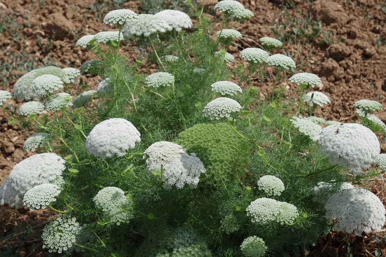 Via inaturalist. Licensed under Attribution-NonCommercial 4.0.International.