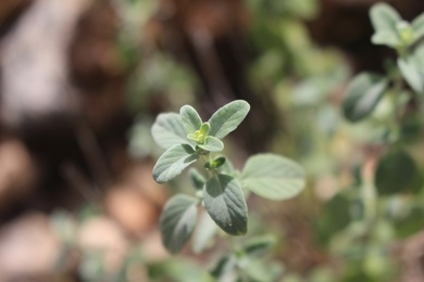 Leaves, April. This photo is available under the Creative Commons CC-BY-NC 4.0 License.