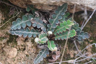 الأوراق، شهر كانون الأول. هذه الصورة مرخصة تحت المشاع الإبداعي نسب المصنف - غير تج