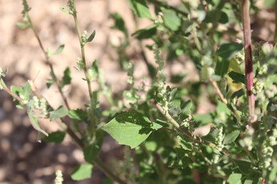 Leaves, July. This photo is available under the Creative Commons CC-BY-NC 4.0 License.