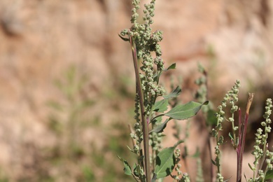 Flowers & Leaves, July. This photo is available under the Creative Commons CC-BY-NC 4.0 License.