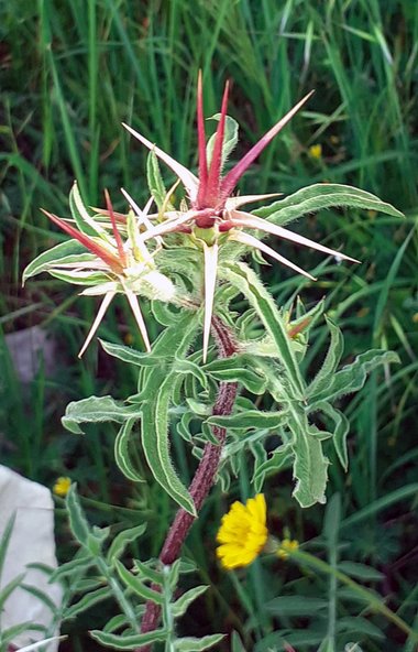 نسب المصنف - غير تجاري 4.0 دولي (CC BY-NC 4.0)- i naturalist.