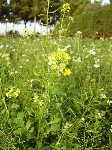 بيانات ويكي