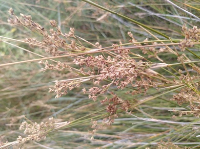 Via inaturalist. Licensed under Attribution-NonCommercial 4.0.International.