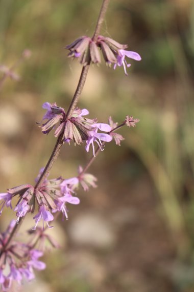 الأزهار، شهر نيسان. هذه الصورة مرخصة تحت المشاع الاٍبداعي نسب المصنف - غير تجاري 4.0