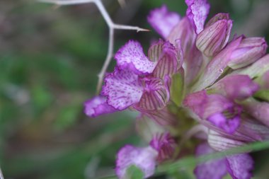 صورة عامة، شهر آذار. هذه الصورة مرخصة تحت المشاع الاٍبداعي نسب المصنف - غير تجاري 4.0