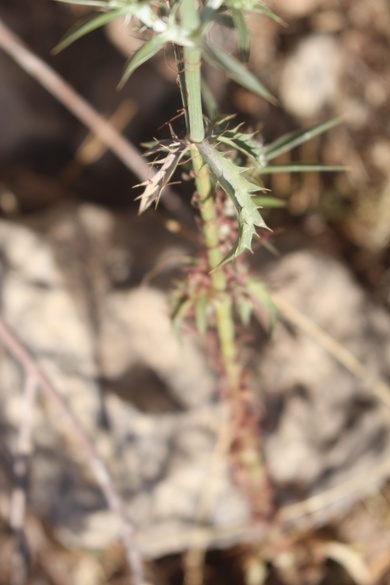 Leaves, June. This photo is available under the Creative Commons CC-BY-NC 4.0 License.