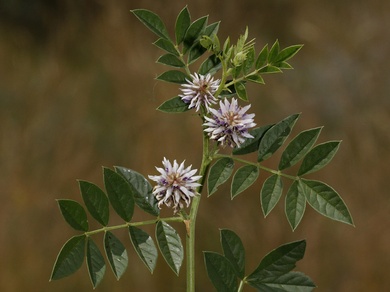 Via inaturalist. Licensed under Attribution-NonCommercial 4.0.International.