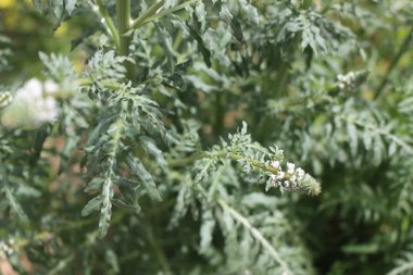 الأوراق، شهر نيسان. هذه الصورة مرخصة تحت المشاع الاٍبداعي نسب المصنف - غير تجاري 4.0