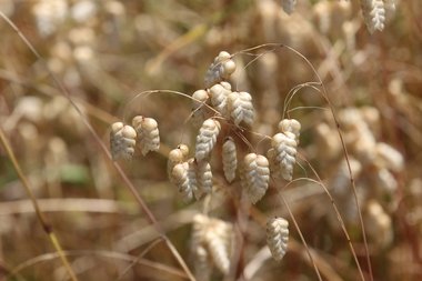 نسب المصنف - غير تجاري 4.0 دولي (CC BY-NC 4.0)- i naturalist.