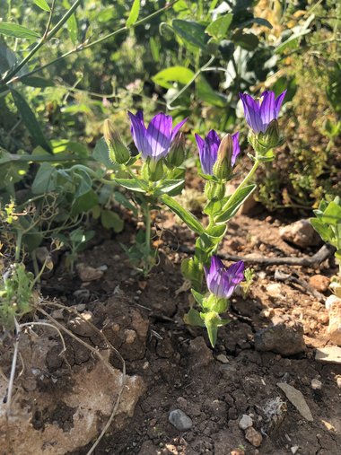 صورة عامة، شهر أيار. هذه الصورة مرخصة تحت المشاع الاٍبداعي نسب المصنف - غير تجاري 4.0