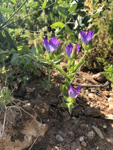 General View, May. This photo is available under the Creative Commons CC-BY-NC 4.0 License.