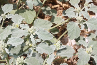 Flowers & Leaves, July. This photo is available under the Creative Commons CC-BY-NC 4.0 License.