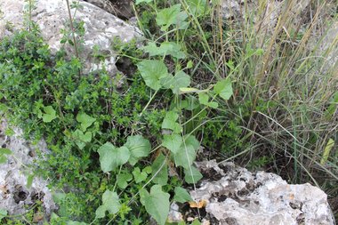 Leaves, February. This photo is available under the Creative Commons CC-BY-NC 4.0 License.