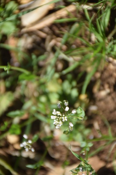 الأزهار، شهر آذار. هذه الصورة مرخصة تحت المشاع الاٍبداعي نسب المصنف - غير تجاري 4.0