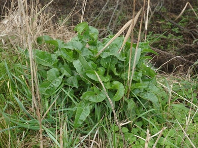 Via inaturalist. Licensed under Attribution-NonCommercial 4.0.International.