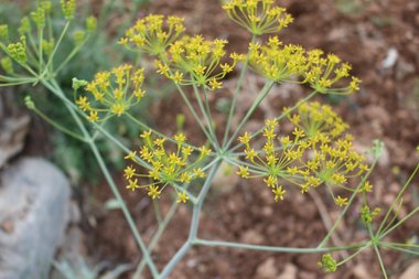 الأزهار، شهر نيسان. هذه الصورة مرخصة تحت المشاع الاٍبداعي نسب المصنف - غير تجاري 4.0