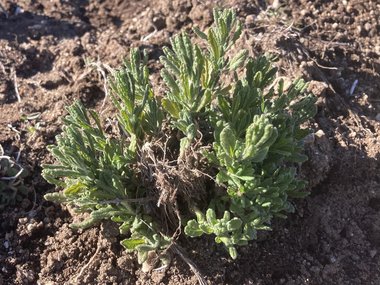 نسب المصنف - غير تجاري 4.0 دولي (CC BY-NC 4.0)- i naturalist.