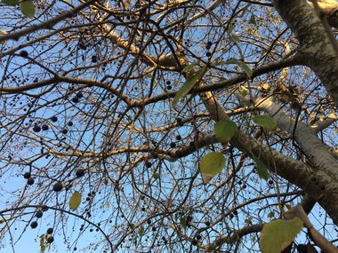 Branches and some ripe fruits, December. This photo is available under the Creative Commons CC-BY-NC