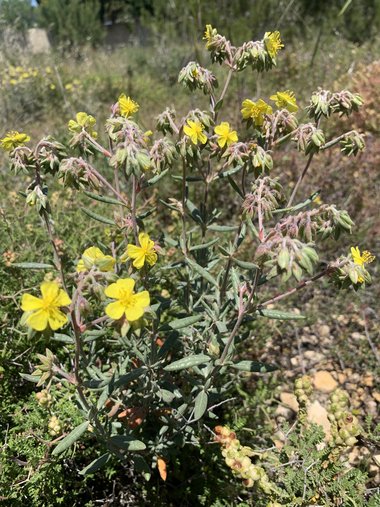 General View, May. This photo is available under the Creative Commons CC-BY-NC 4.0 License.