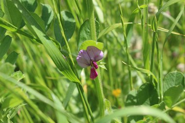 الزهرة و الأوراق، شهر نيسان. هذه الصورة مرخصة تحت المشاع الاٍبداعي نسب المصنف - غير تجاري 4.0