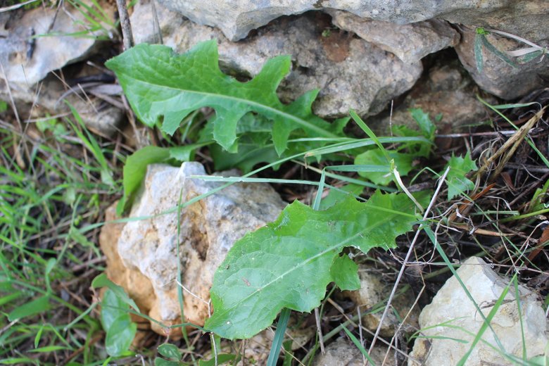 الأوراق، شهر شباط. هذه الصورة مرخصة تحت المشاع الإبداعي نسب المصنف - غير تجاري 4.0 .