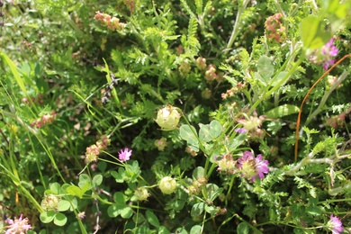 Fruits & Flowers, April. This photo is available under the Creative Commons CC-BY-NC 4.0 License.