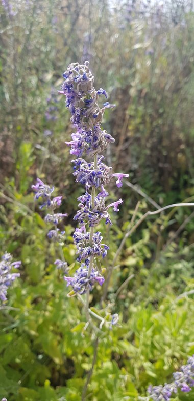 الأزهار، شهر أيار. هذه الصورة مرخصة تحت المشاع الاٍبداعي نسب المصنف - غير تجاري 4.0