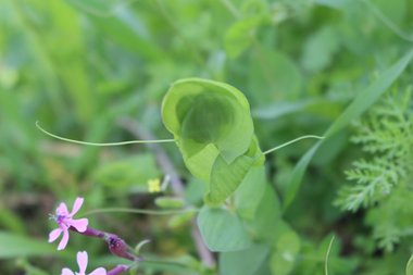 الأوراق، شهر شباط. هذه الصورة مرخصة تحت المشاع الإبداعي نسب المصنف - غير تجاري 4.0 .