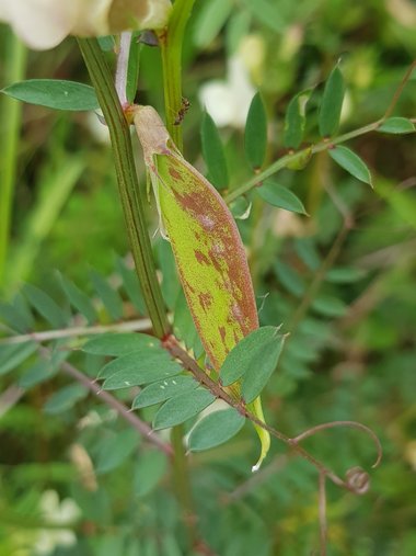 نسب المصنف - غير تجاري 4.0 دولي (CC BY-NC 4.0)- i naturalist.