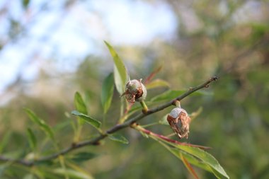 الأثمار، شهر آذار. هذه الصورة مرخصة تحت المشاع الاٍبداعي نسب المصنف - غير تجاري 4.0