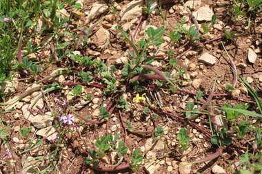 صورة عامة، شهر نيسان. هذه الصورة مرخصة تحت المشاع الاٍبداعي نسب المصنف - غير تجاري 4.0