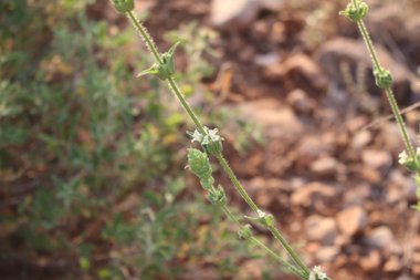الساق و الأزهار، شهر حزيران. هذه الصورة مرخصة تحت المشاع الإبداعي نسب المصنف - غير تجاري 4.0