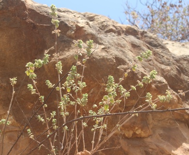 Leaves, July. This photo is available under the Creative Commons CC-BY-NC 4.0.
