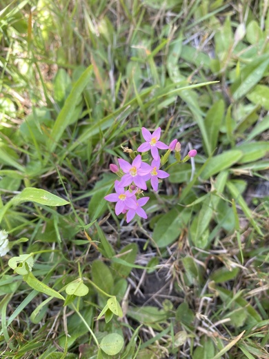 Via inaturalist. Licensed under Attribution-NonCommercial 4.0.International.