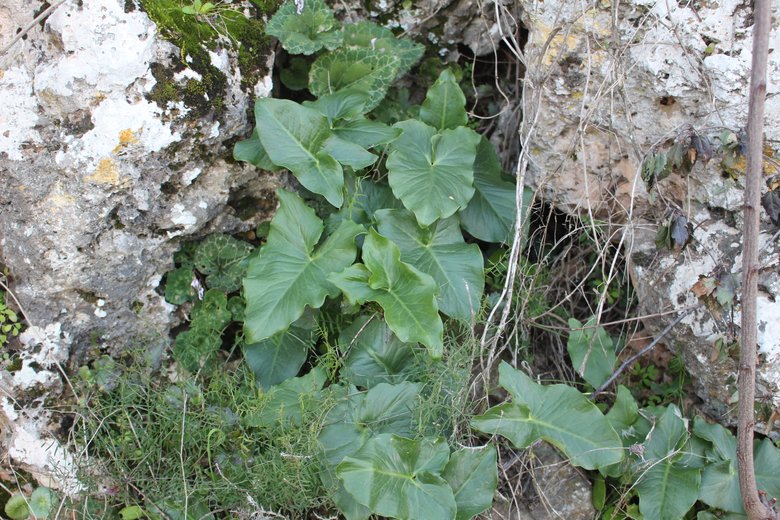 Leaves, Febreury. This photo is available under the Creative Commons CC-BY-NC 4.0 License.