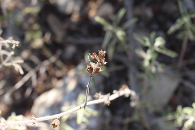 اليذور، شهر أيلول. هذه الصورة مرخصة تحت المشاع الإبداعي نسب المصنف - غير تجاري 4.0