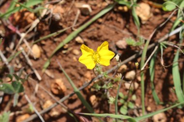 Flowers, March. This photo is available under the Creative Commons CC-BY-NC 4.0 License.