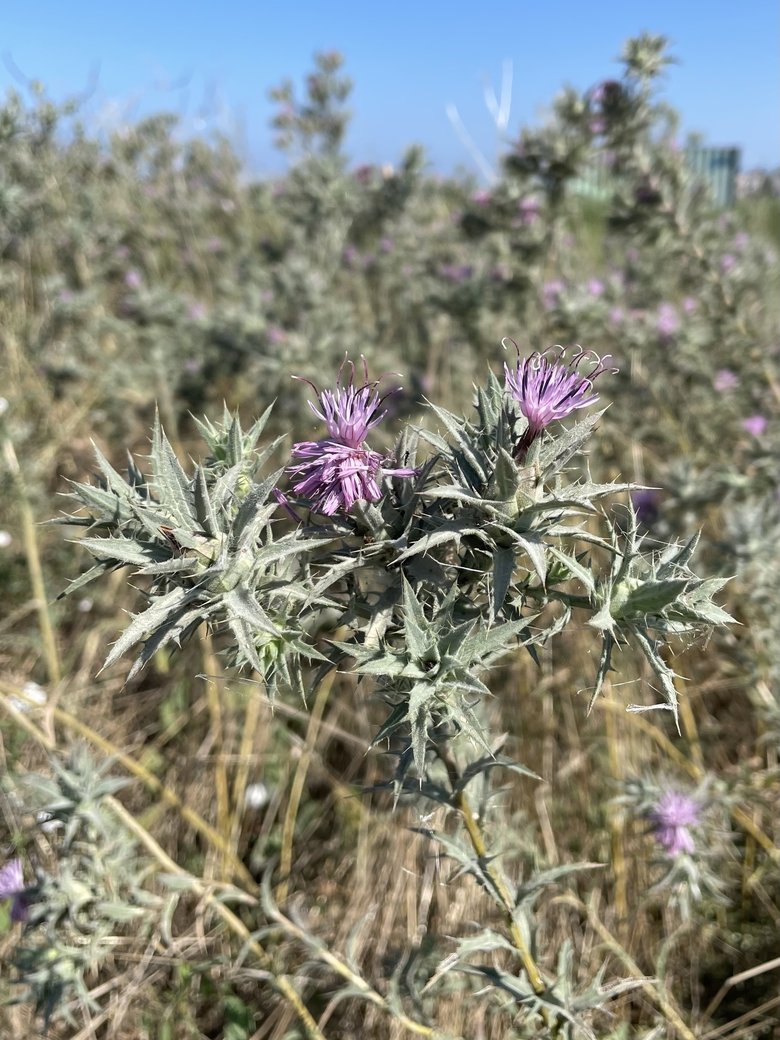 نسب المصنف - غير تجاري 4.0 دولي (CC BY-NC 4.0)- i naturalist.