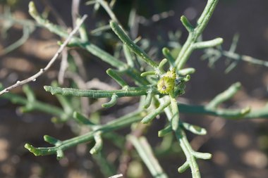 نسب المصنف - غير تجاري 4.0 دولي (CC BY-NC 4.0)- i naturalist.