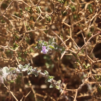 Flowers & Leaves, August. This photo is available under the Creative Commons CC-BY-NC 4.0.